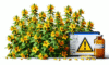 Herbal Interactions with Medications in the UK