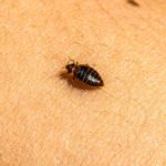 Bed Bug Infestations: Identification, Treatment, and Prevention Guide