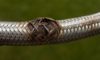 Burst Pipes and Flexi Hoses: Emergency Plumber Tips