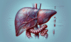 Liver Blood Test Analysis: Detailed Insights in Tewkesbury