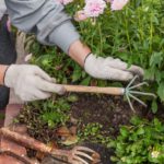 Weeding Services in Queen Camel: Expert Tips and Providers