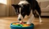 Mental Stimulation for Your Border Collie: Tips and Tricks
