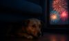 Firework Phobia Solutions for Pets: Effective Comfort Strategies