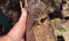Impact of Clay Soil on Pipes in Caboolture