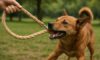 Hemp Dog Leashes: Durable and Strong Choices to Consider